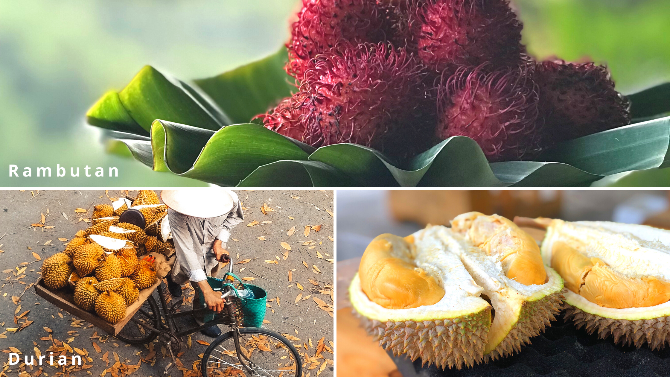 Ontdek de tropische vruchten van Indonesië: Rambutan & Durian